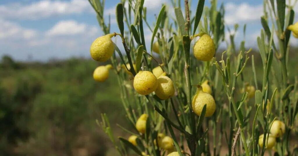 Australian Desert Lime